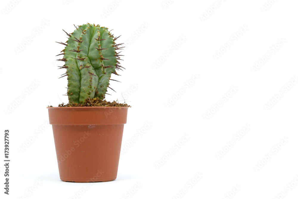 Succulent Cactus Plant