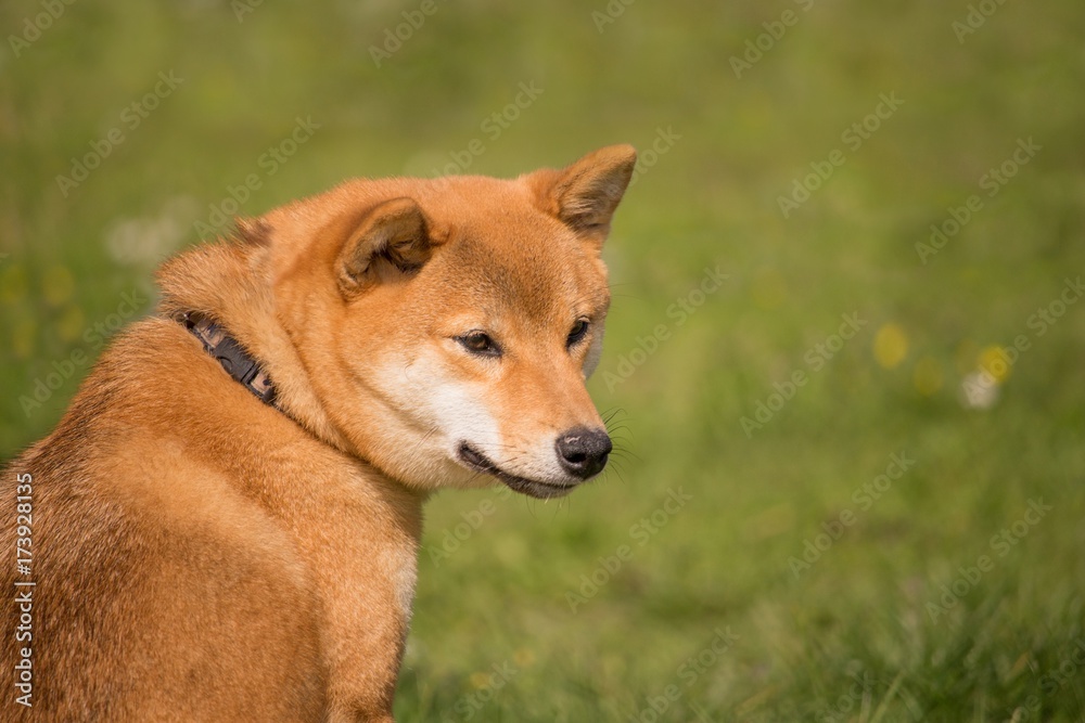Un chien shiba inu assis regarde à coté se qu'il se passe