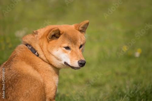 Un chien shiba inu assis regarde à coté se qu'il se passe