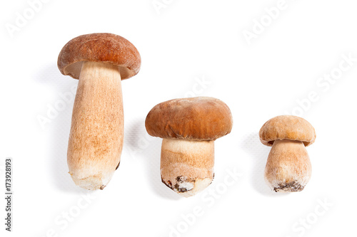 Several porcini mushrooms known as boletus edulis isolated on white background.