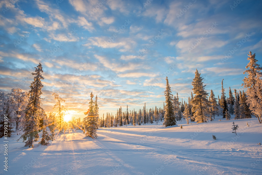 Fototapeta premium Śnieżny krajobraz przy zmierzchem, zamarznięci drzewa w zimie w Saariselka, Lapland, Finlandia