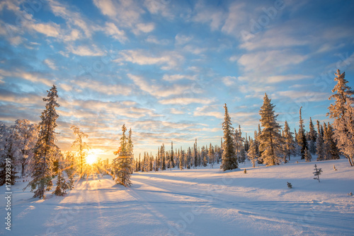 Śnieżny krajobraz przy zmierzchem, zamarznięci drzewa w zimie w Saariselka, Lapland, Finlandia