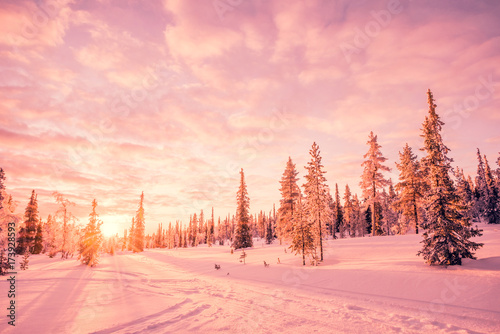 Snowy landscape at sunset, pink light, frozen trees in winter in Saariselka, Lapland, Finland