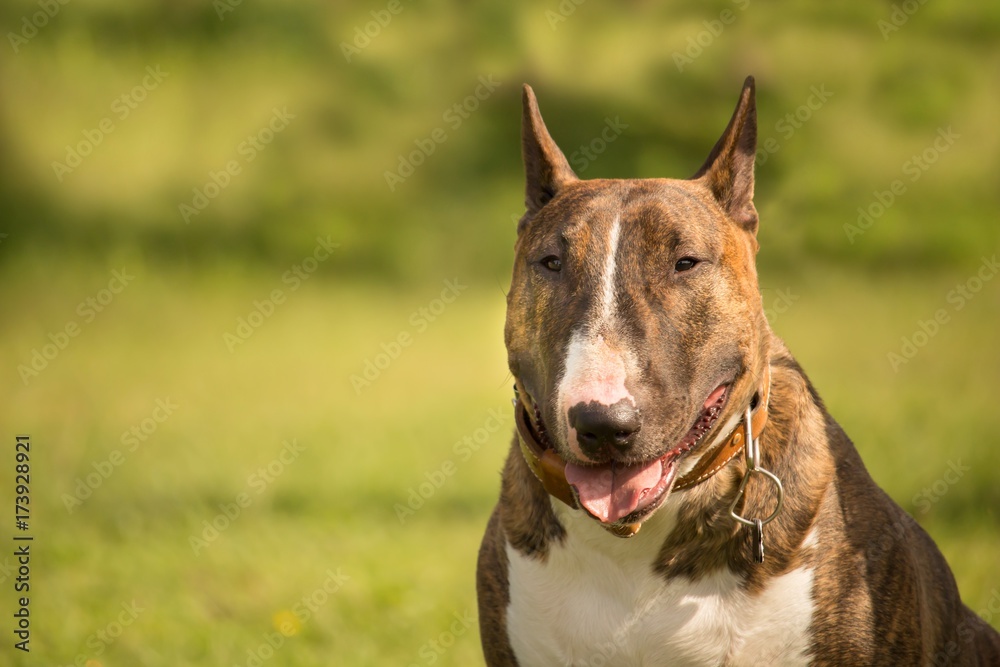 le portrait d'un profil de chien de race bull terrier avec un fond flou