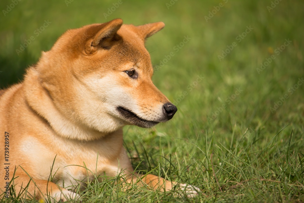 un chien shiba inu couché dans l'herbre regarde en bas avec un air mignon