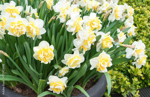 Photo White double narcissus flowers.