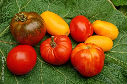 Красные и жёлтые спелые помидоры на зелёном листке