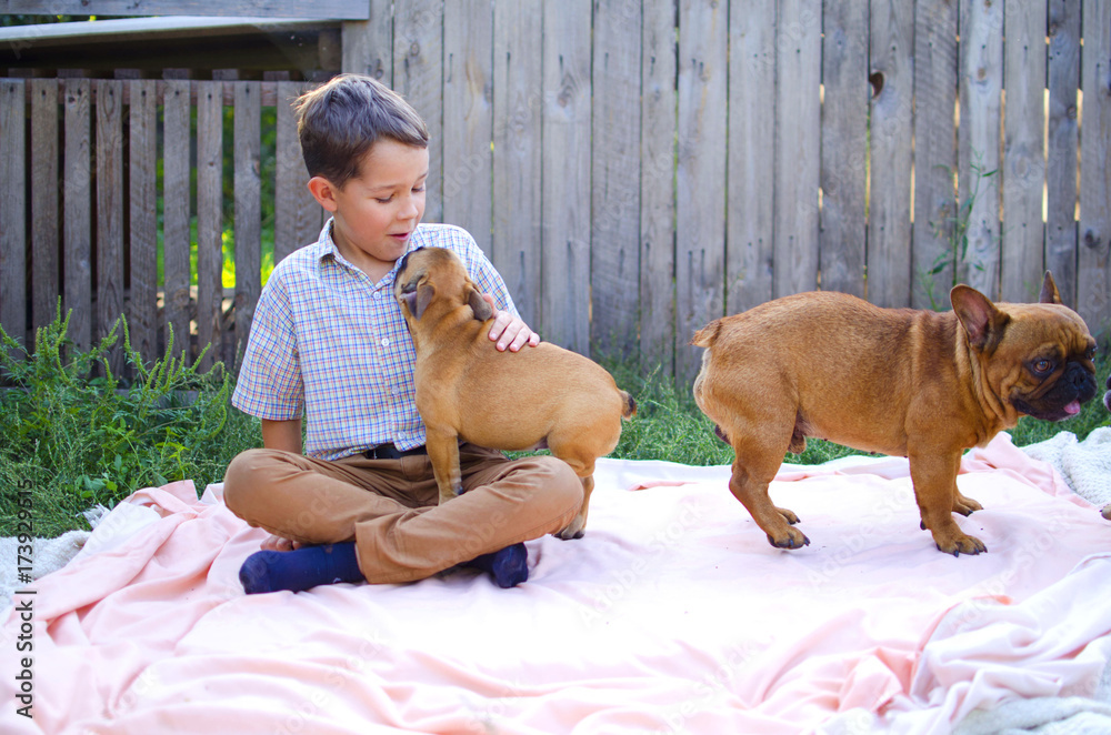 Can French Bulldogs Jump Fences