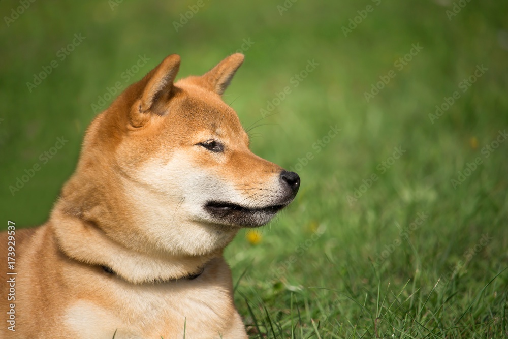 portrait de la tête  d'un chien japonais shiba inu couché dans la pelouse