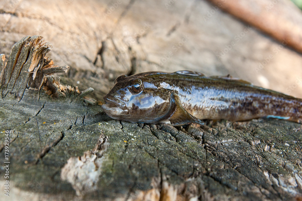 Freshwater bullhead fish or round goby fish just taken from the water on wooden background. Freshwater bullhead fish or round goby fish just taken from the water on wooden background.