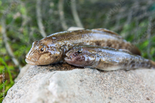 Freshwater bullhead fish or round goby fish just taken from the water on gray stone..