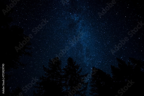 starry night in the sky with trees silhouettes