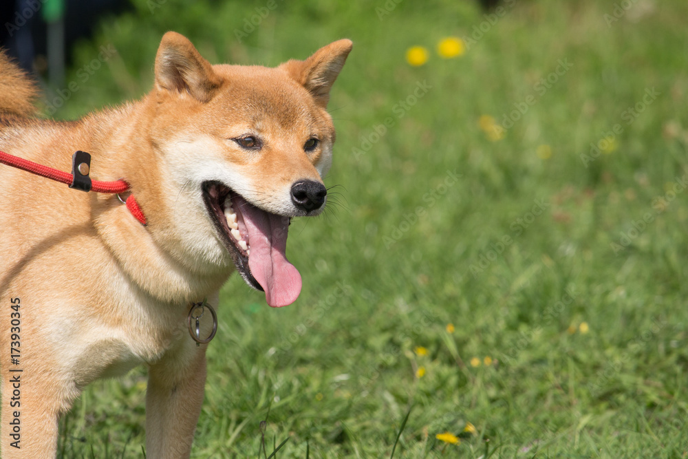 éducation suite au pied du chien shiba inu avec la laisse éducation suite au pied du chien shiba inu avec la laisse