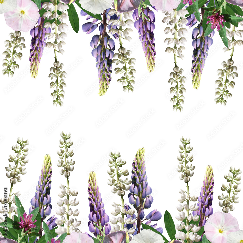 Fototapeta premium Beautiful floral background of lupine, clover and creepers 