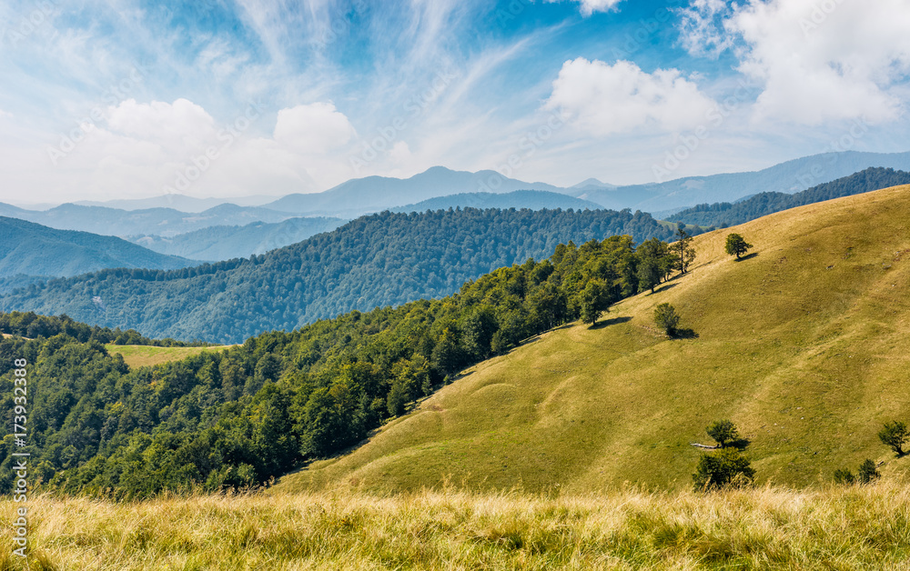 beautiful alpine grassy meadow in Carpathians. autumnal sunny weather with gorgeous cloudscape above mountains with forest on hillside