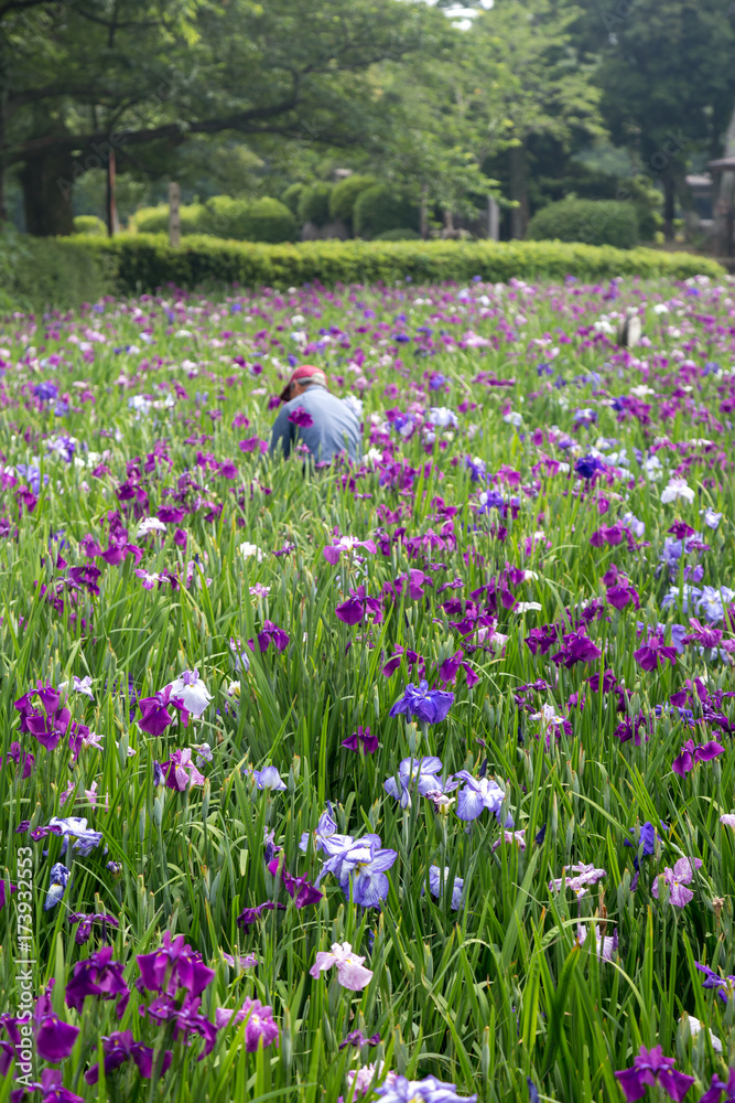 花菖蒲