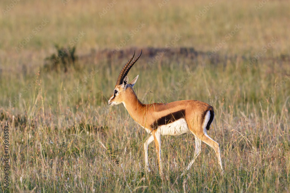 Thomson's gazelle walks in the grass on the savannah Thomson's gazelle walks in the grass on the savannah