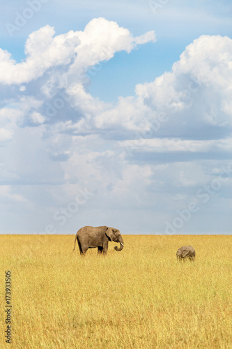 Elephant with calf in the savannah