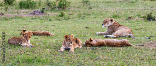 Lioness with her cubs in the grass on the savanna