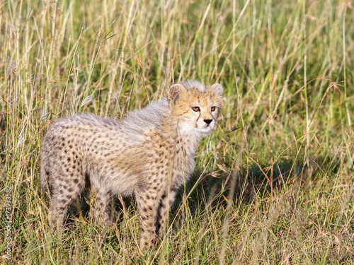 Close up of a young cheetah cub