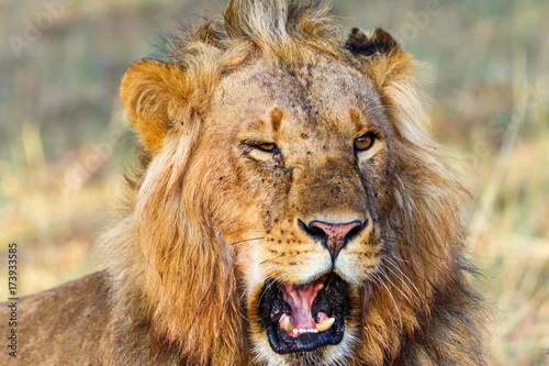 Fototapeta Naklejka Na Ścianę i Meble -  Portrait of a male lion that roars