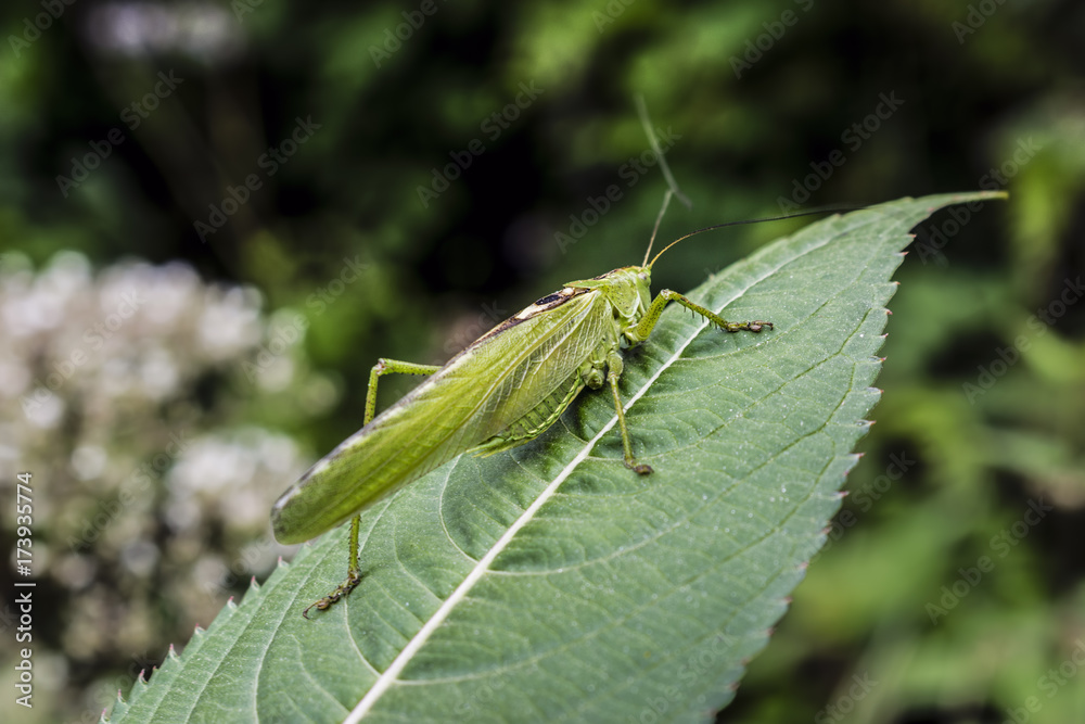 Close-Up Of Green Grasshopper Resting On Leaf During Summer Close-Up Of Green Grasshopper Resting On Leaf During Summer