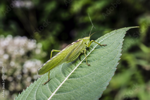 Close-Up Of Green Grasshopper Resting On Leaf During Summer © Radu Bighian