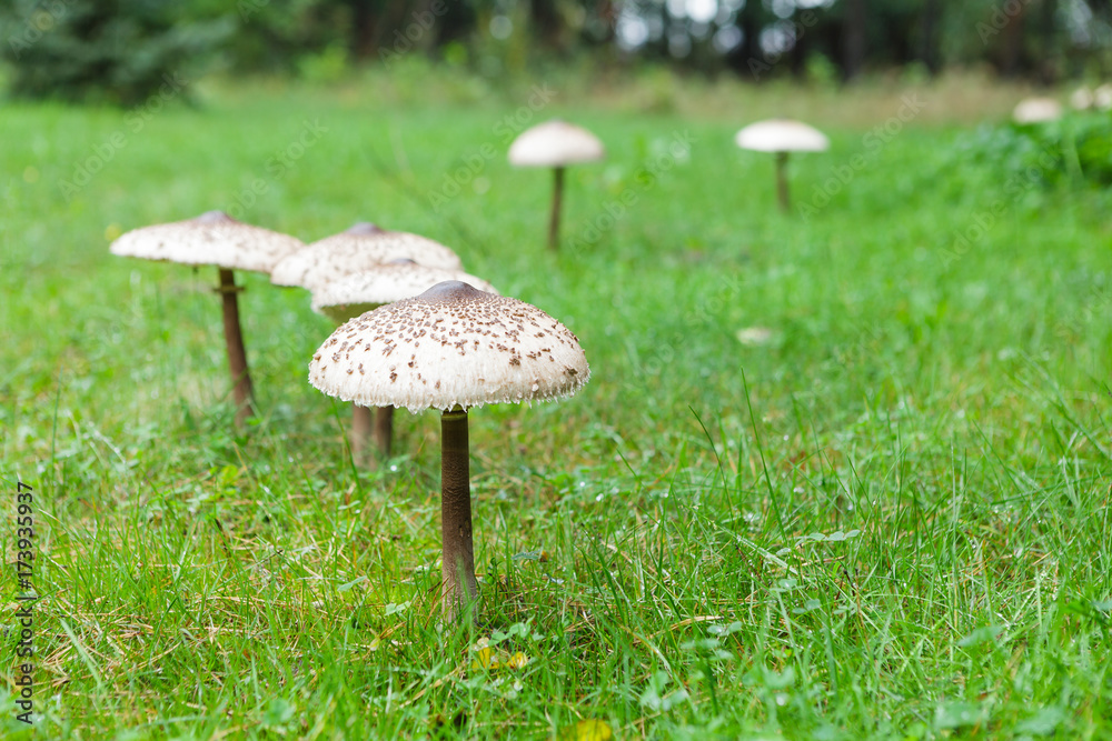 Shapely parasol mushroom on green grass Shapely parasol mushroom on green grass