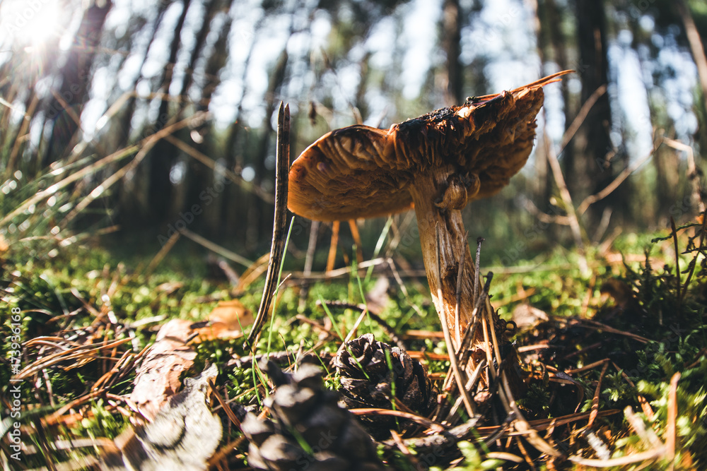 Obraz premium Lonely wild mushroom in a forest