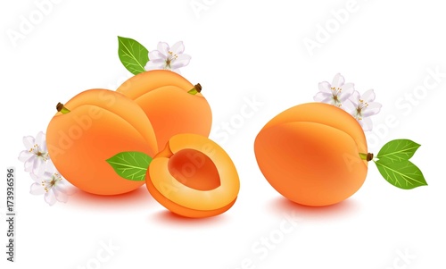 Realistic peach and flower blossom Vector illustration. Fresh fruits on white background