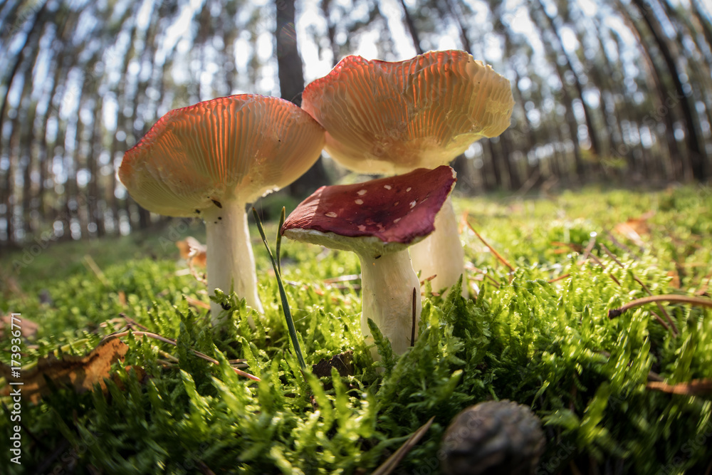 group of wild mushrooms in a forest group of wild mushrooms in a forest