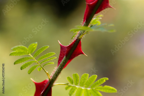 Spines of Rosa omeiensis. photo