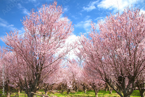 花木団地の桜（郡山市）