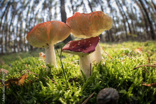 group of wild mushrooms in a forest