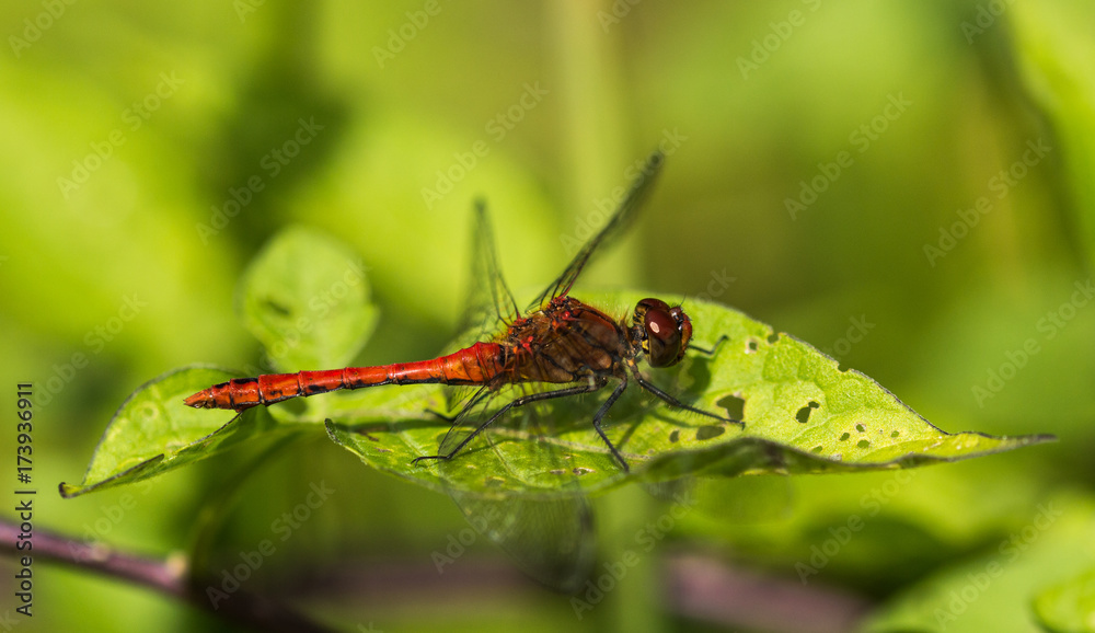 Common Darter Dragonfly Sitting on a Leaf Common Darter Dragonfly Sitting on a Leaf