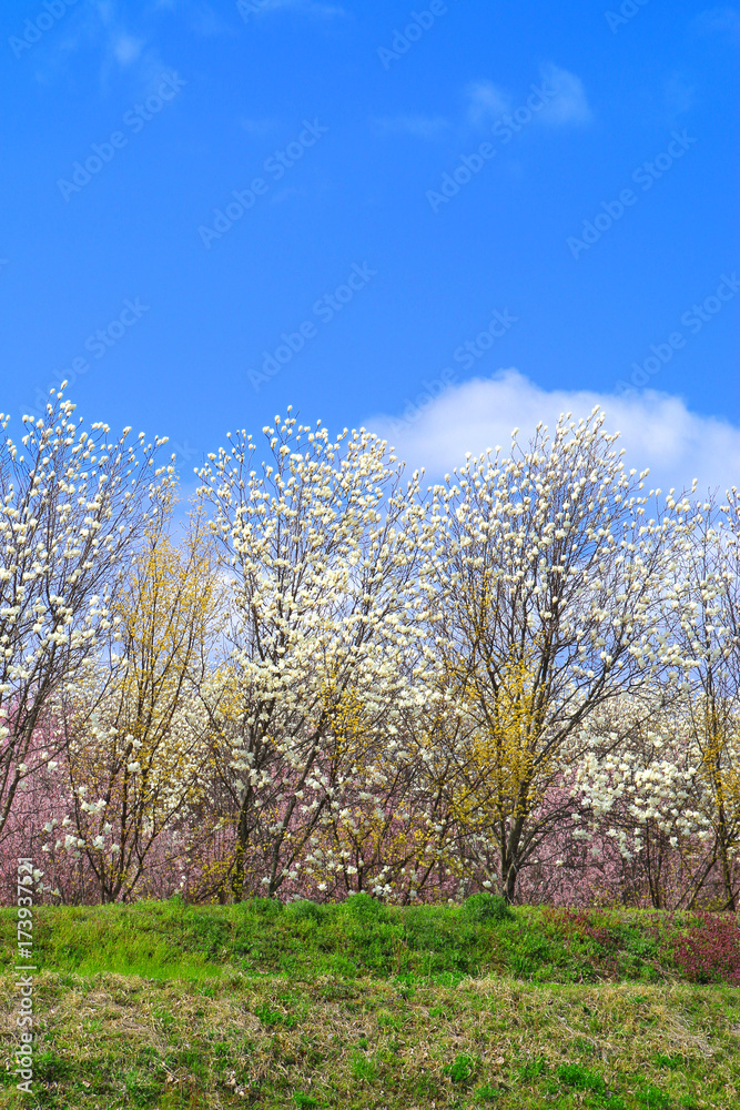 花木団地の桜（郡山市）