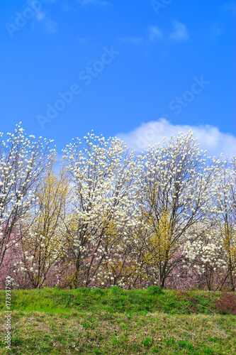 花木団地の桜（郡山市） © tk2001