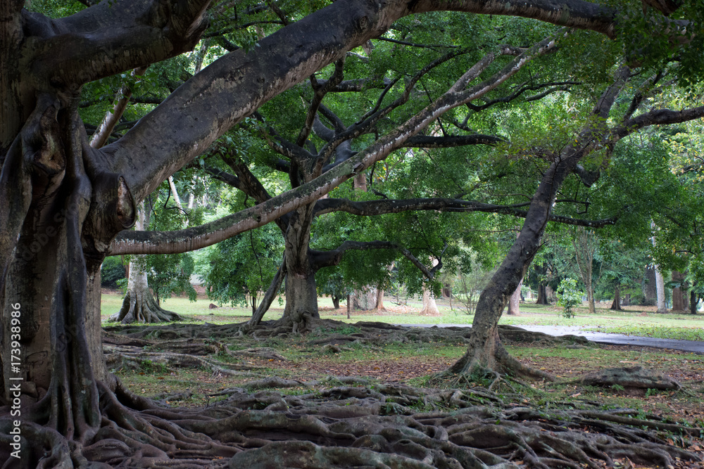 Fototapeta premium Beautiful green park in Dambulla