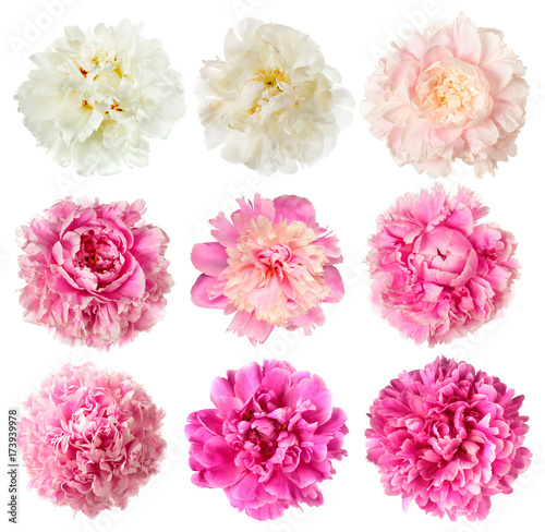 Set of white and pink peony flowers