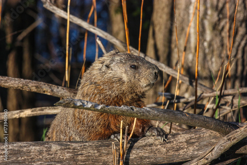 beaver in a pond looking for food