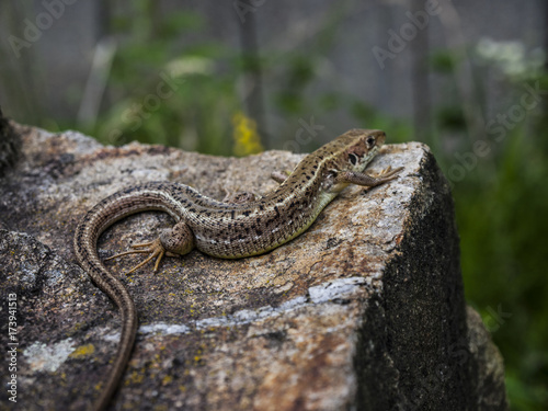 Close-Up Of Brown Lizard Resting On Rock During Summer