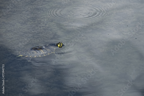 Close-Up Of Turtle Swimming In Lake