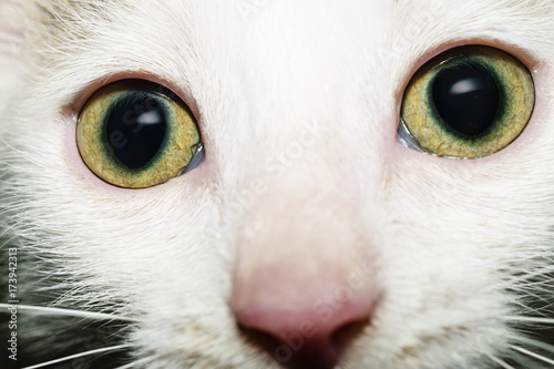 Front View Portrait Of Beautiful White Kitten With Intricate Light Green Eyes Looking At Camera