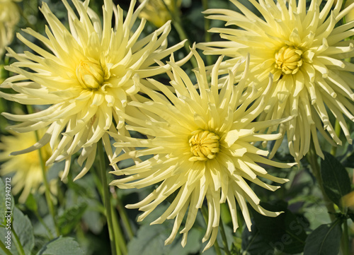 Fototapeta Naklejka Na Ścianę i Meble -  Dahlien, Dahlias