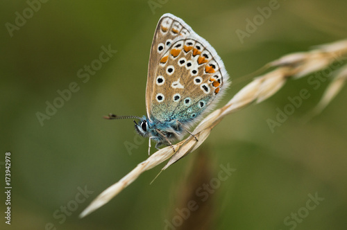Common Blue Butterfly on a Stem of Grass