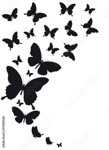 black butterfly, isolated on a white