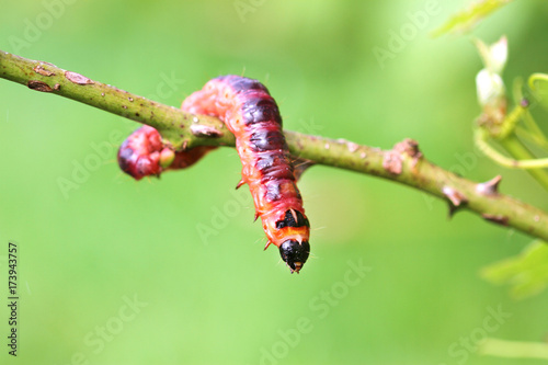 Big caterpillar, Goat Moth - Cossus cossus -