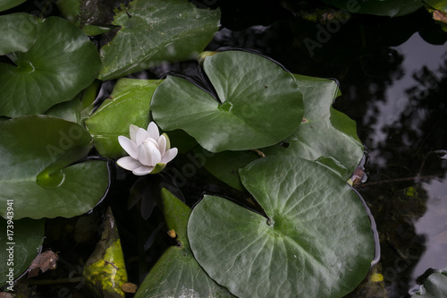 Scenic View Of White Lotus Flower Near Lily Pads In Pond © Radu Bighian