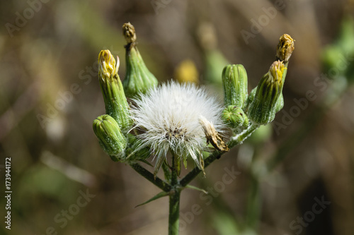 Vászonkép Close-Up Shot Of Sow-Thistle Buds And Seeds During Summer