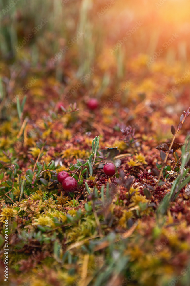 Red berries of cranberries on damp moss. Cranberry in autumn forest, background. A plan of a carp, a top view. Close-up. Red berries of cranberries on damp moss. Cranberry in autumn forest, background. A plan of a carp, a top view. Close-up.